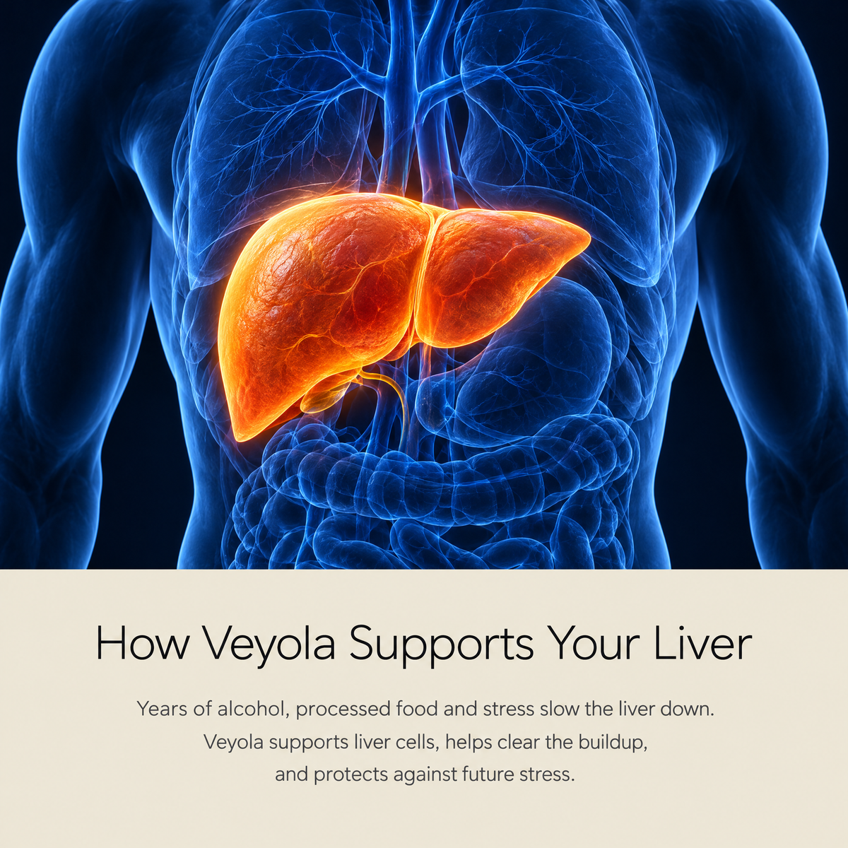 How Veyola supports your liver