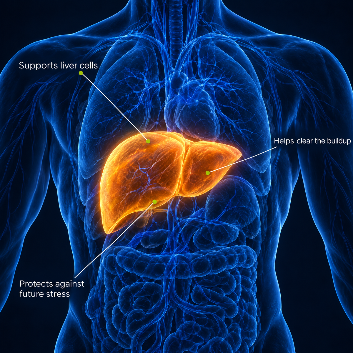 How Veyola supports your liver