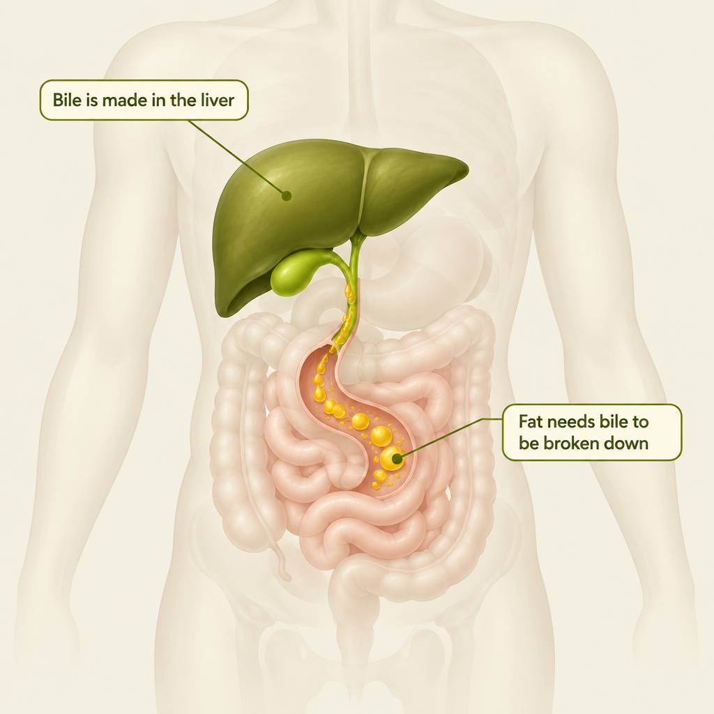 Illustration of bile flowing from the liver to the intestine to break down fat