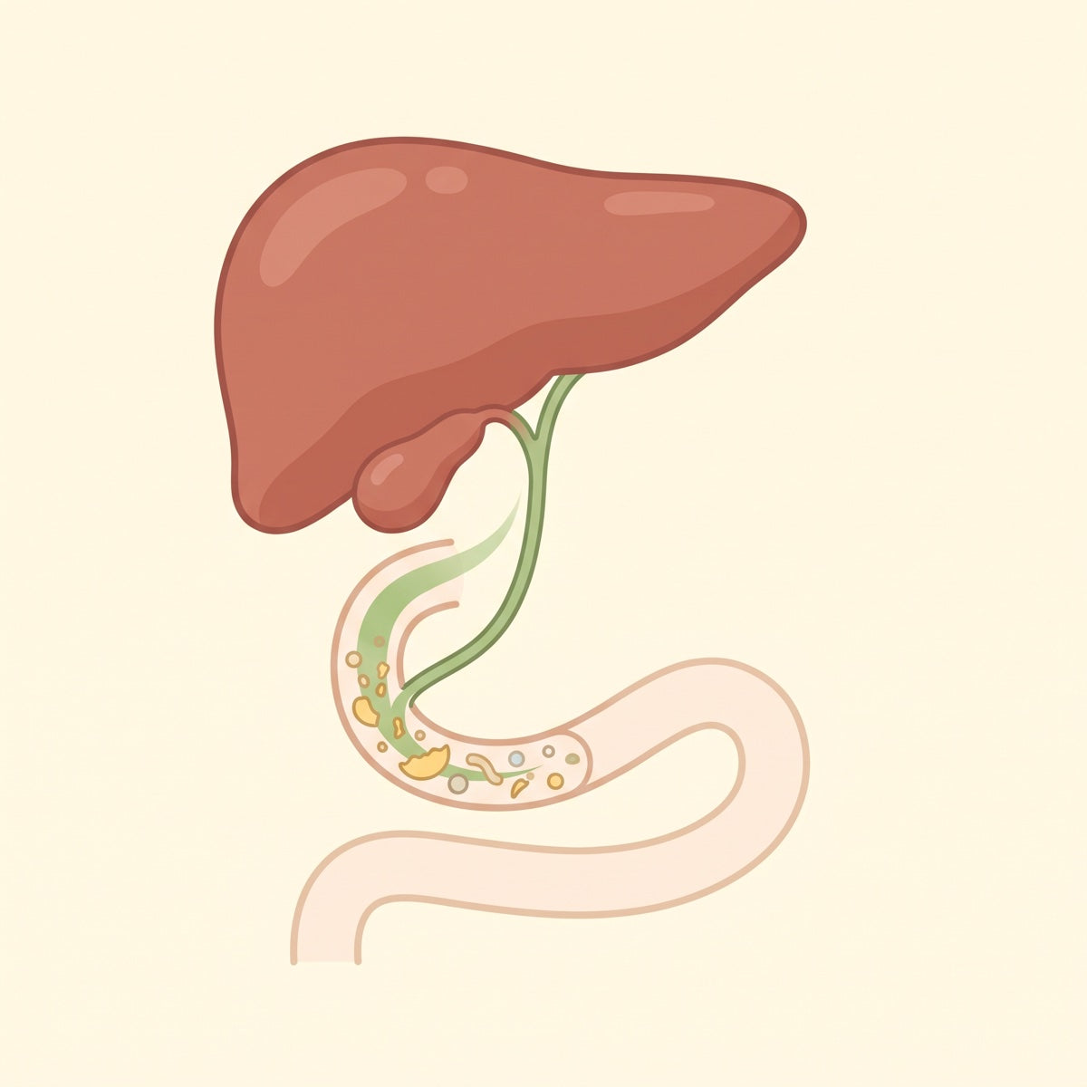 Bile from the liver flowing into the gut to break down fat